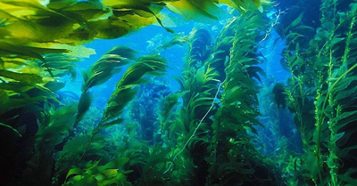 The importance of algae in monitoring the state of the aquatic environment