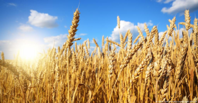 Как уберечь озимую пшеницу от вредоносных микроорганизмов?