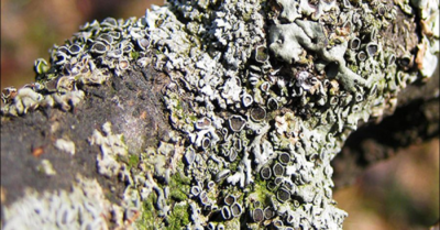 What properties do lichens have?