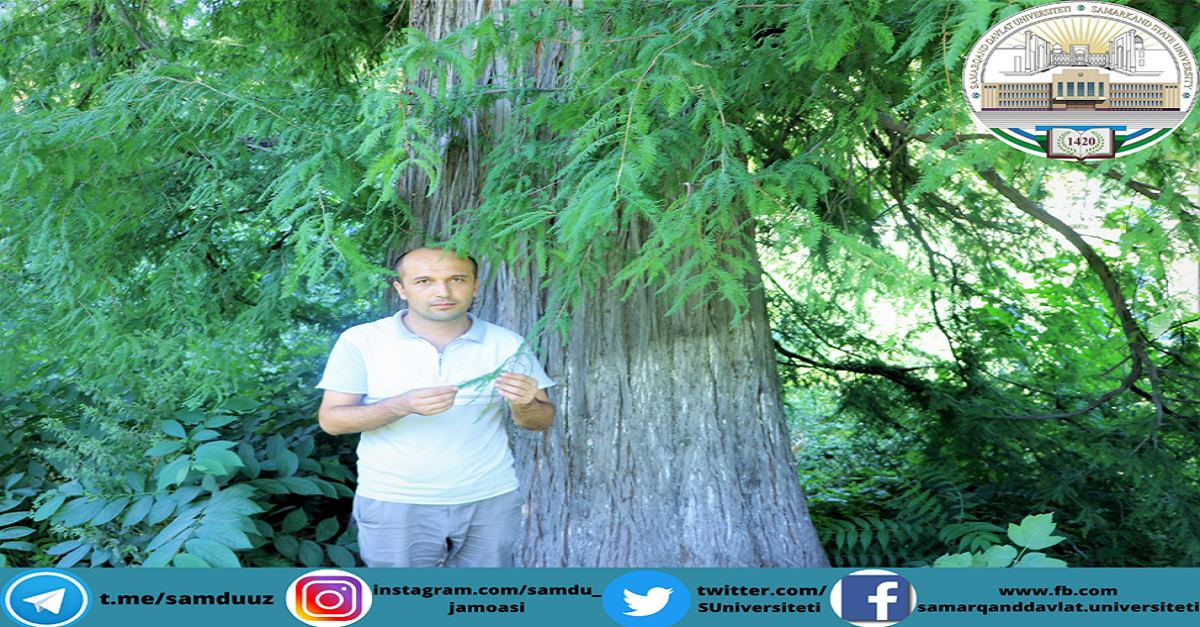 Samarqand shahridagi noyob daraxtlar haqida bilamizmi?