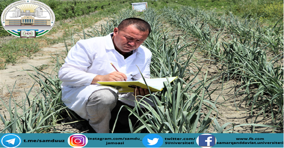 Porey piyozi haqida nimalarni bilamiz?