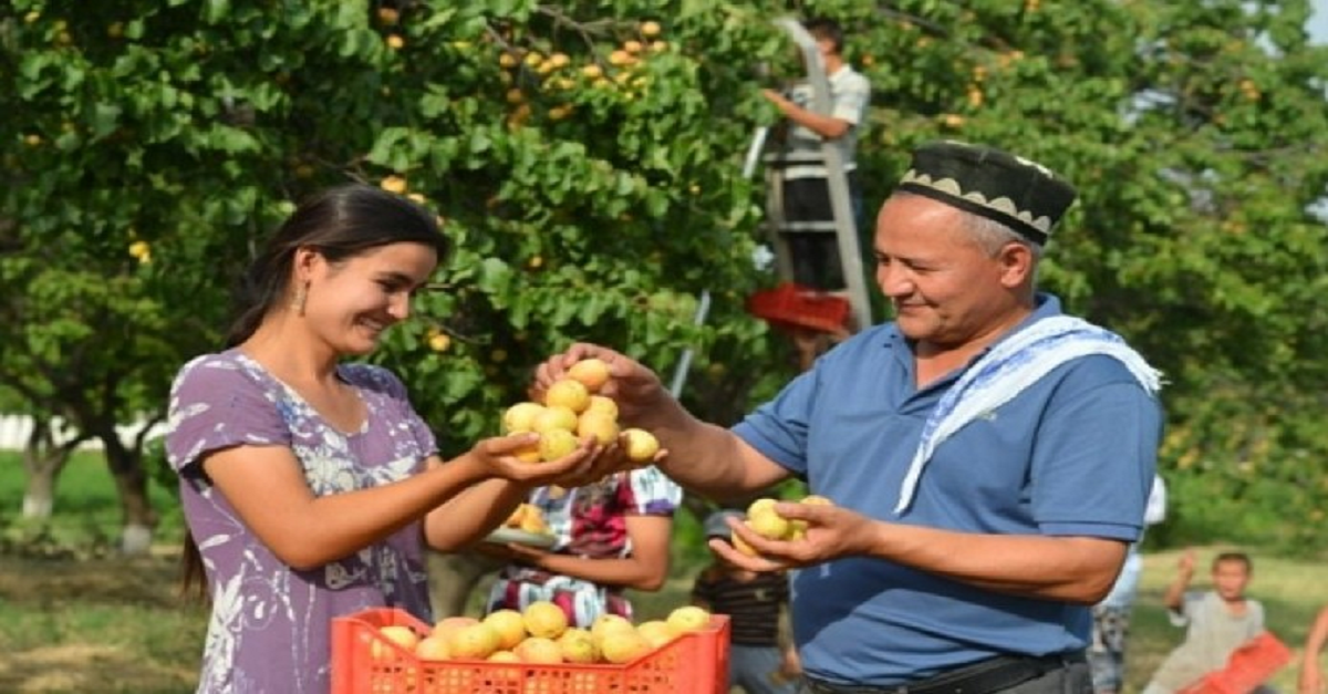 12- dekabr O‘zbekiston Respublikasi qishloq xo‘jaligi xodimlari kuni…