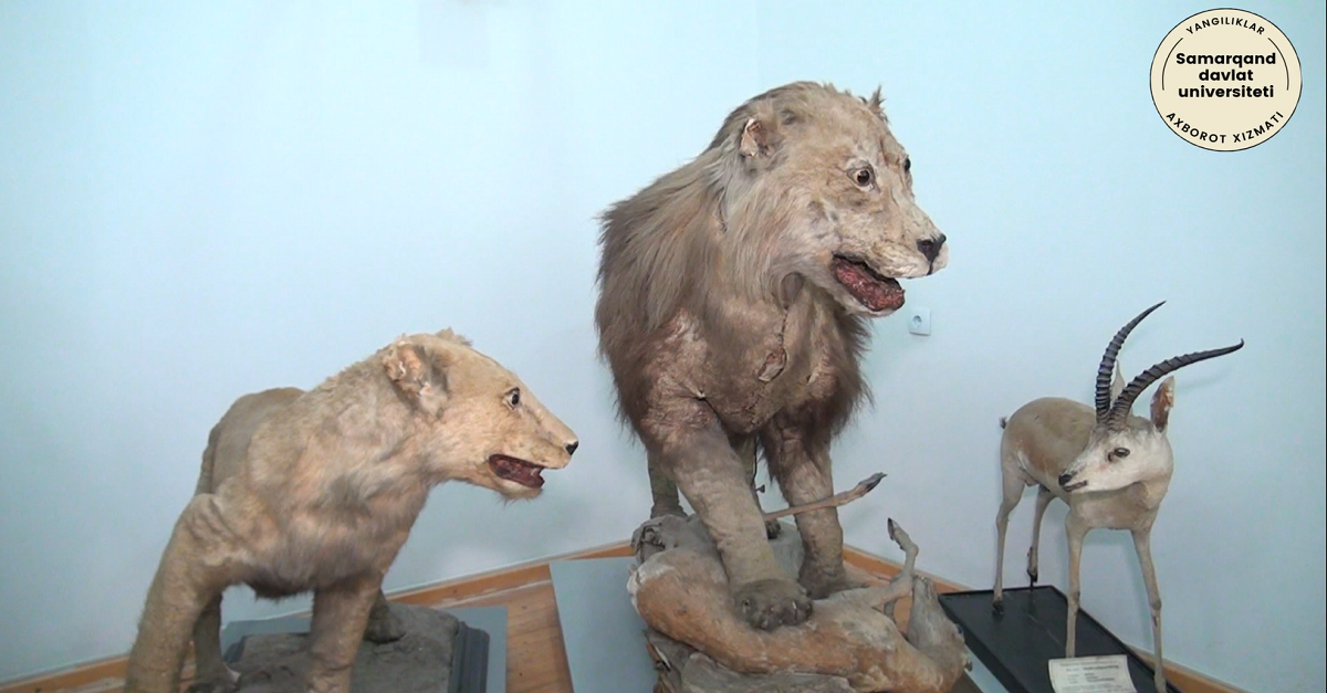 Samarqand davlat universiteti Zoologiya muzeyi Markaziy Osiyoda yagona ekanligi rostmi? Aynan qaysi jihatlariga ko'ra?