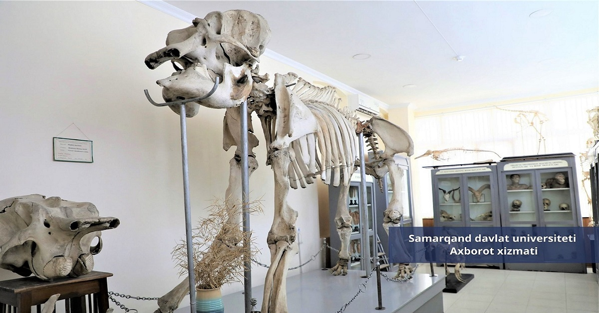Самарқанд давлат университети зоология музейига виртуал саёҳат 