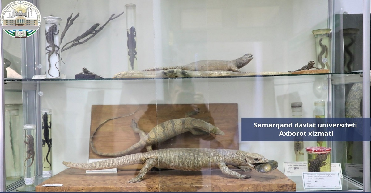 Samarqand davlat universiteti zoologiya muzeyiga virtual sayohat