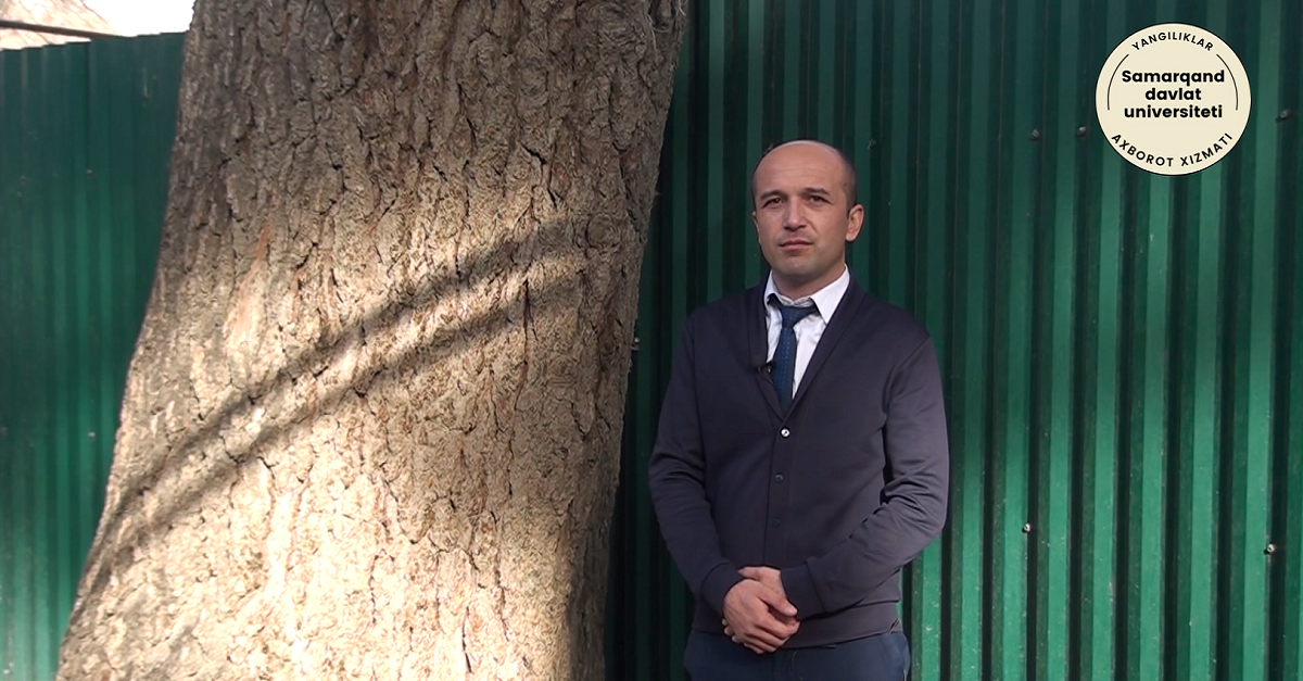 Samarqanddagi yagona daraxt