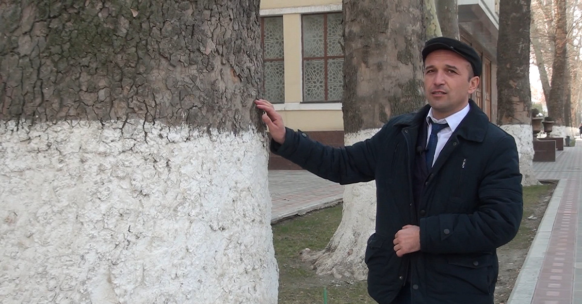 Universitet xiyobonidagi daraxtlarning ilk namunalari Temuriylar davrida keltirilganmi?