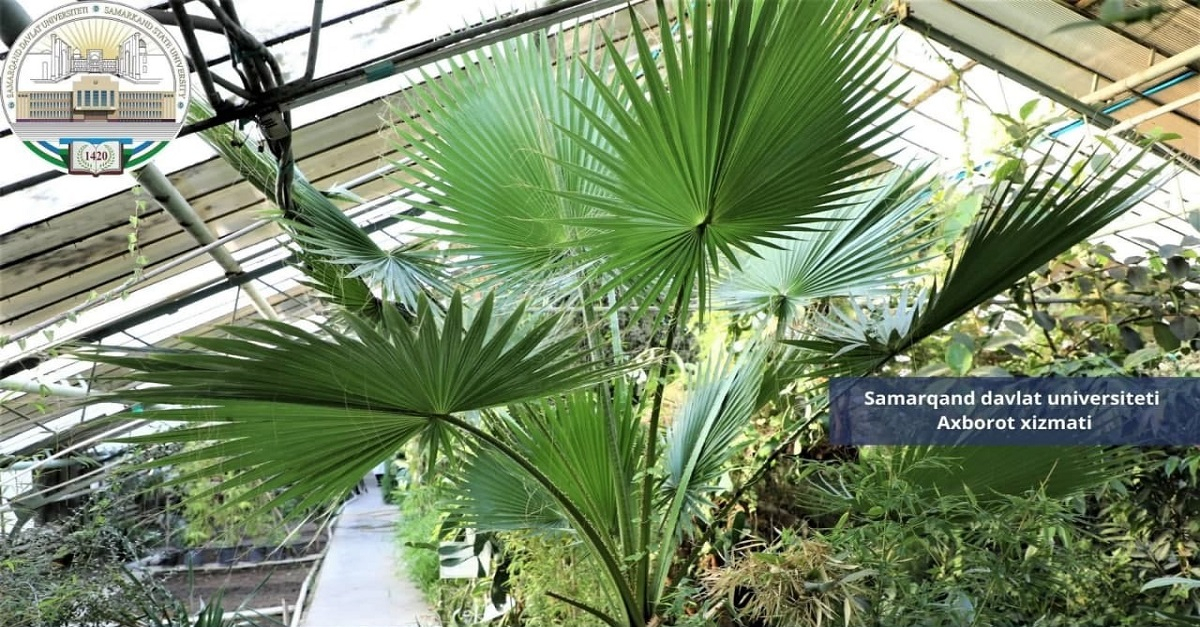 Самарқанд давлат университети оренжереясидан фотолавҳалар