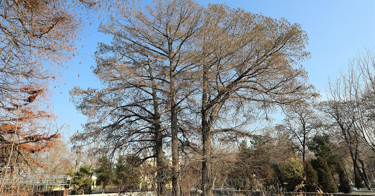 Botqoq sarv (Taxodium) daraxti haqida nimalarni bilasiz?
