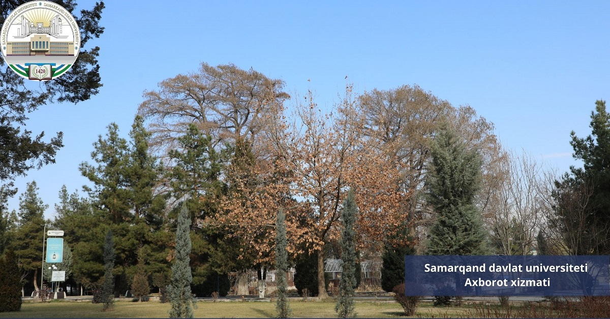 Университет хиёбонидаги ноёб дарахтлар