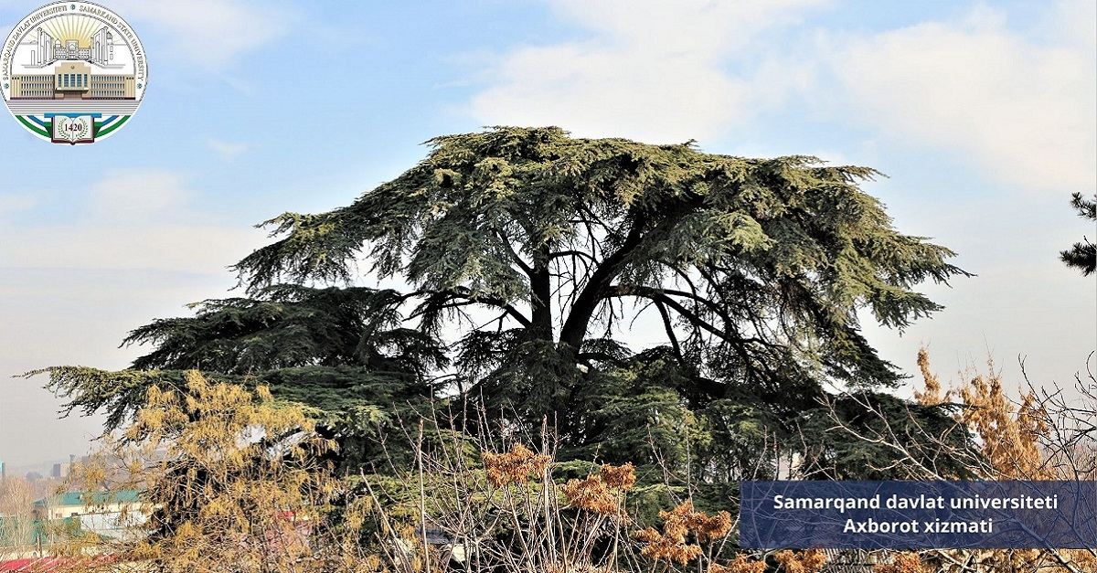 Университет хиёбонидаги ноёб дарахтлар