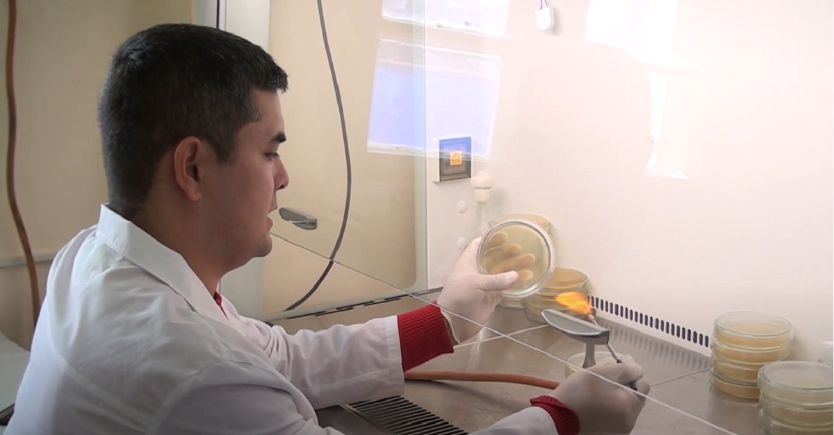 Bakteriyalarni ozuqa muhitida o'stirish jarayoni