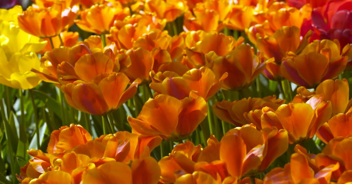 Мени танидингми лолақизғалдоқ???