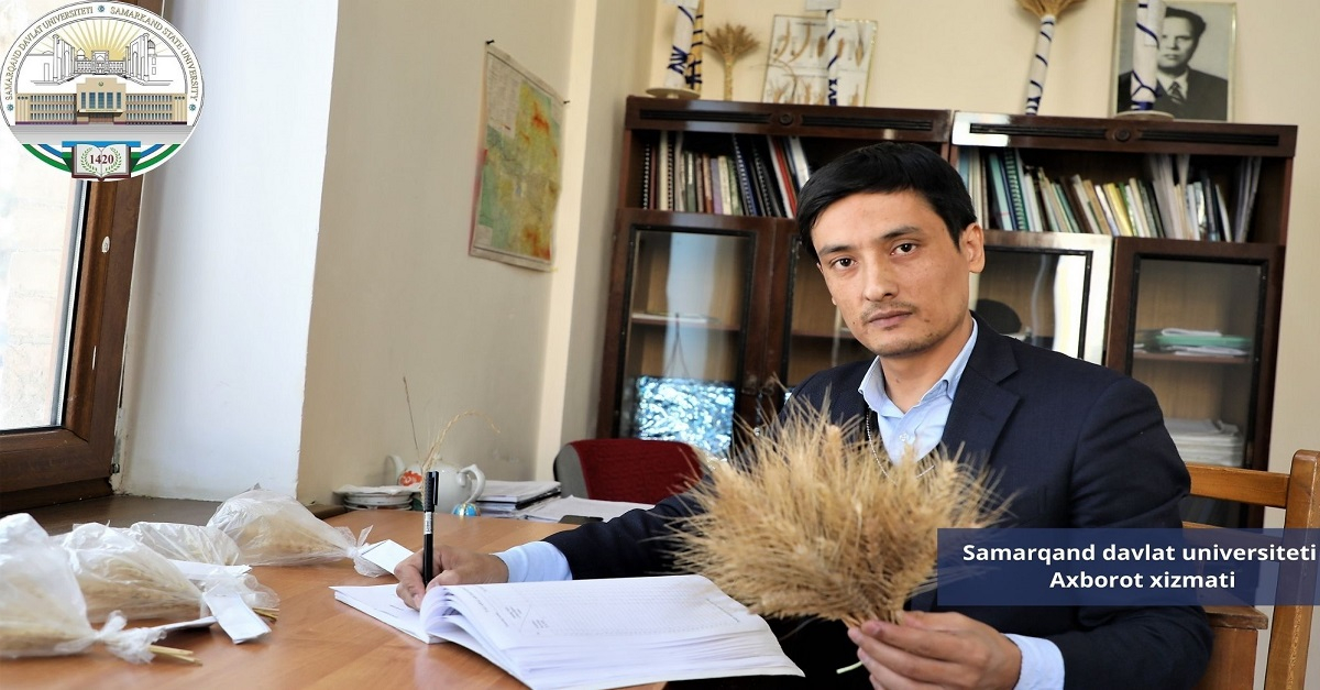 Bahorgi bug'doy navlarini duragaylash