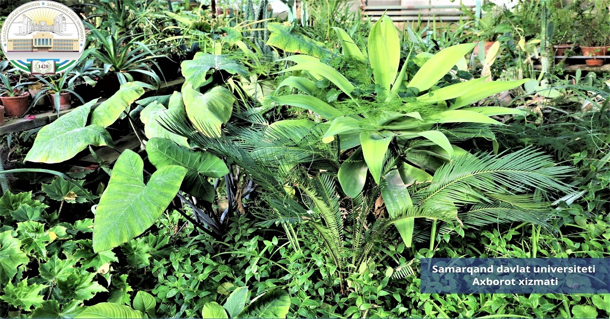 Samarqand davlat universiteti oranjereyasidan fotolavhalar