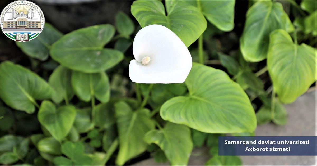 Самарқанд давлат университетида баҳор мавсуми учун тайёргарлик жараёнларидан фотолавҳалар