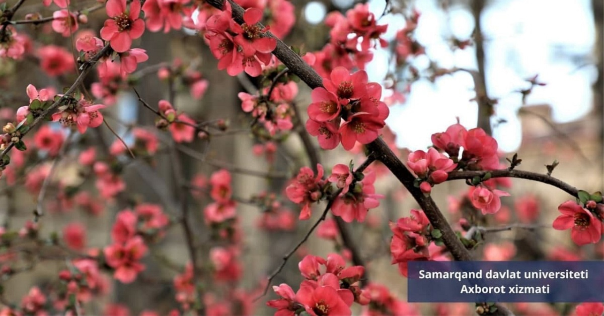 Қара, дўстим баҳор келибди...