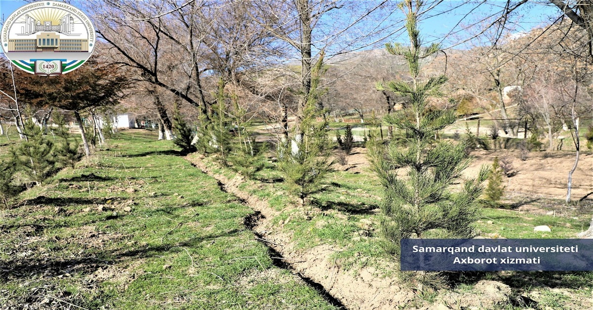 Samarqand davlat universiteti: “Yashil makon” umummilliy loyihasi davom etmoqda…