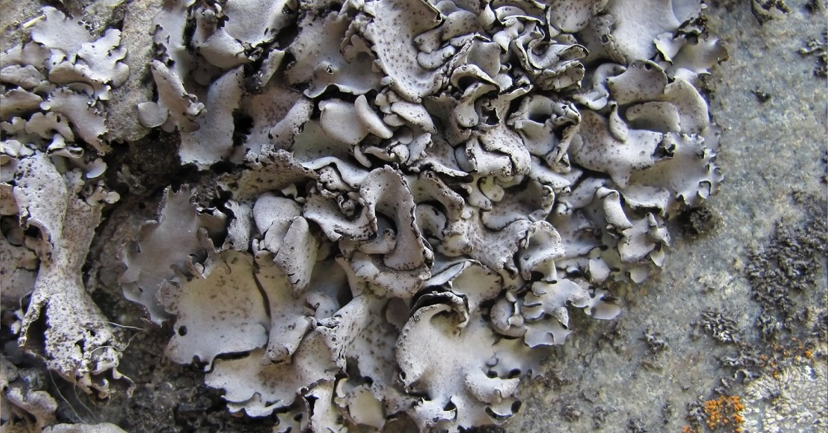 Ўсимликлар дунёсининг бир бўлими - лишайниклар