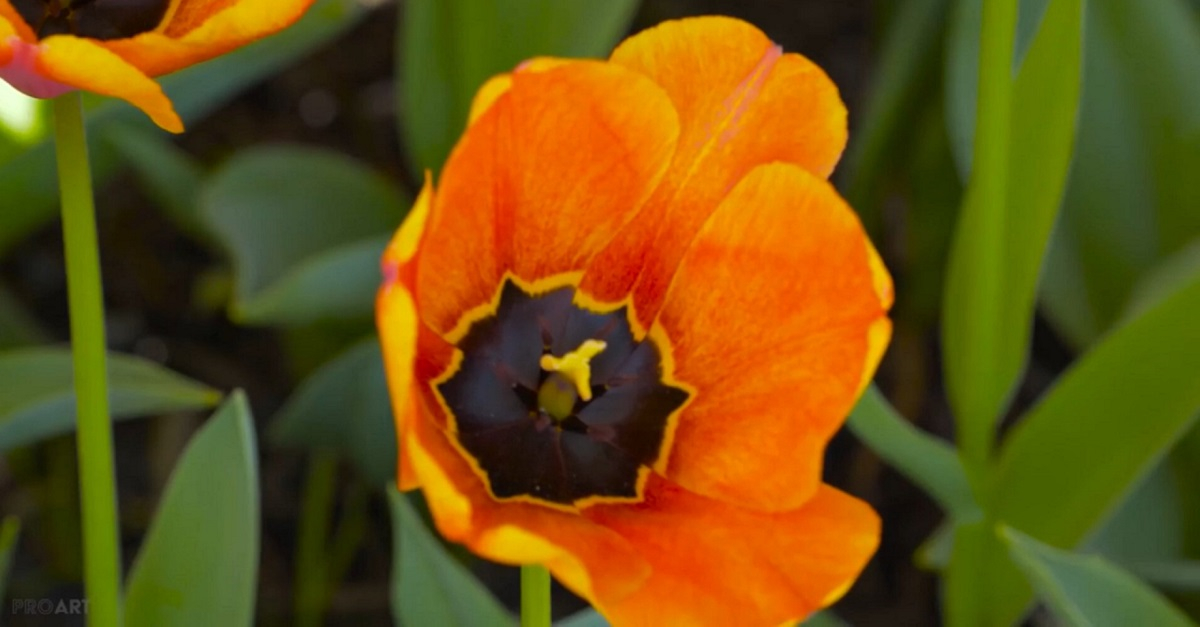 Лолақизғалдоқ