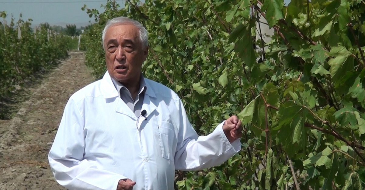 Samarqand davlat universiteti: O'rta Osiyoda uzumchilik tarixi