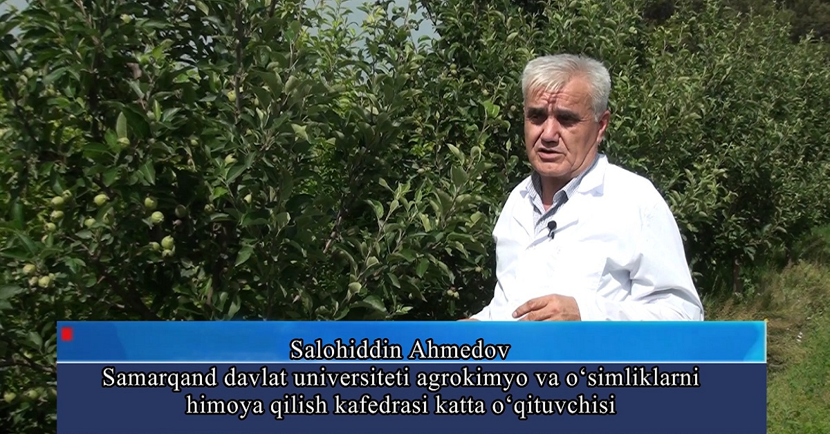Samarkand State University: Methods to protect apples from pests
