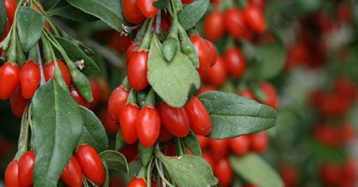 Have you ever heard of a plant that prevents aging?