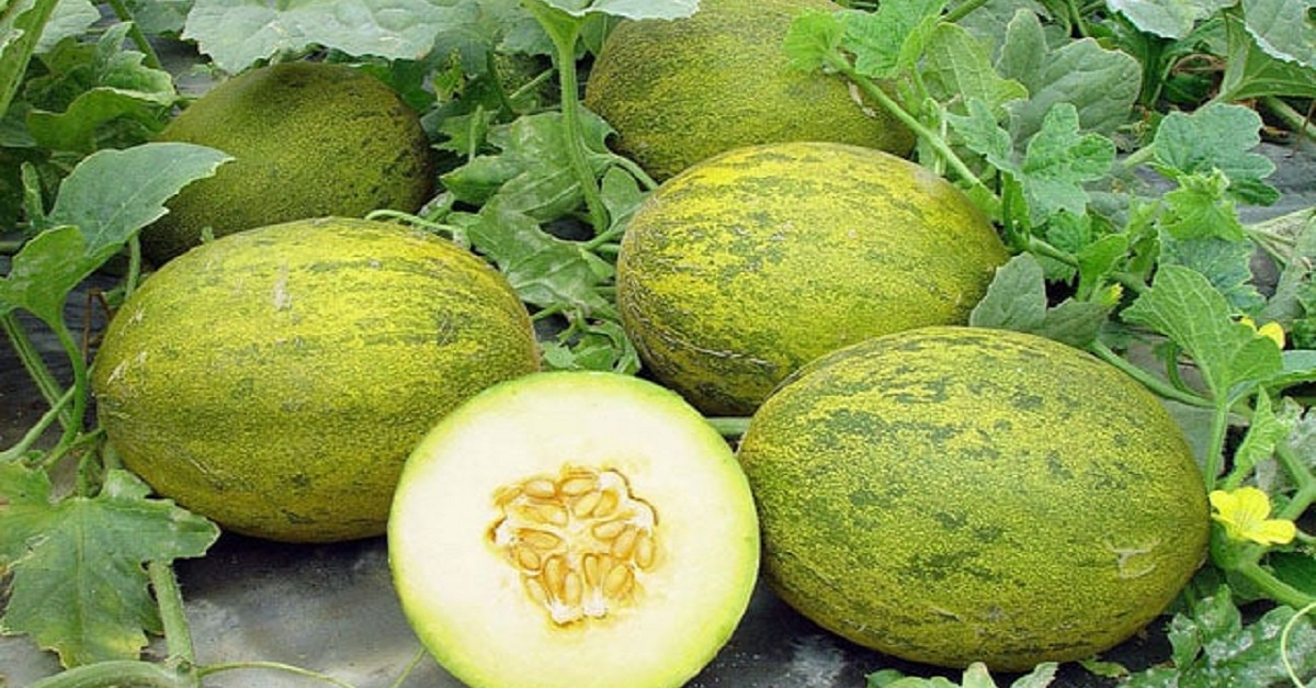 The effect of melon on human health