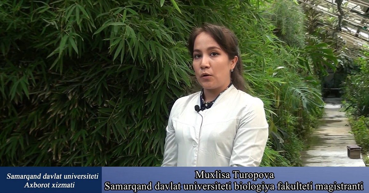 Ирис ўсимлиги ҳақида нималарни биламиз?