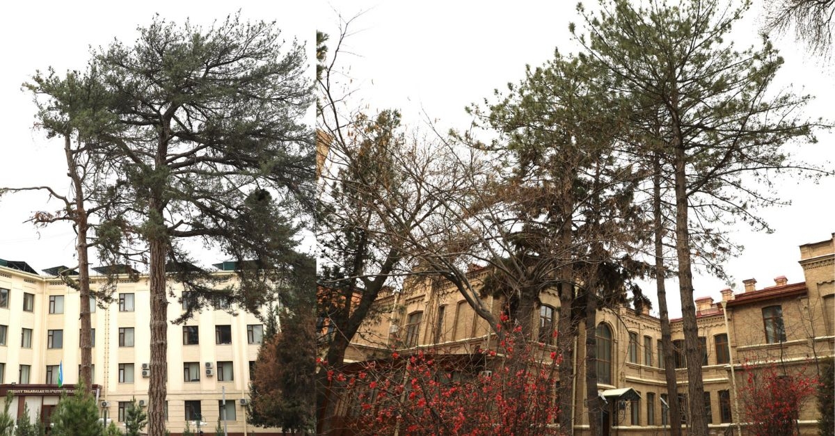 Do you know about the centuries-old trees growing on the territory of Samarkand State University?