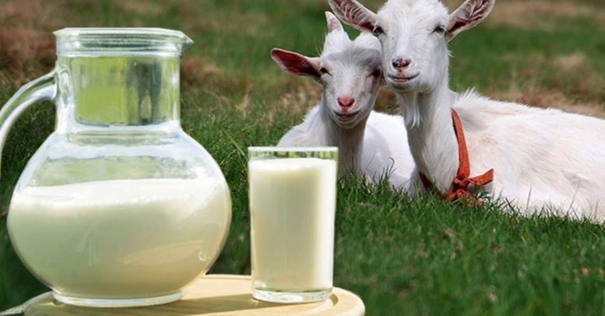 Is goat's milk better than cow's milk?