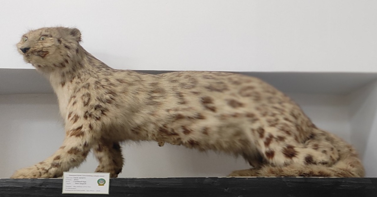 A unique exhibit of a snow leopard, listed in the Uzbekistan and International Red Book...