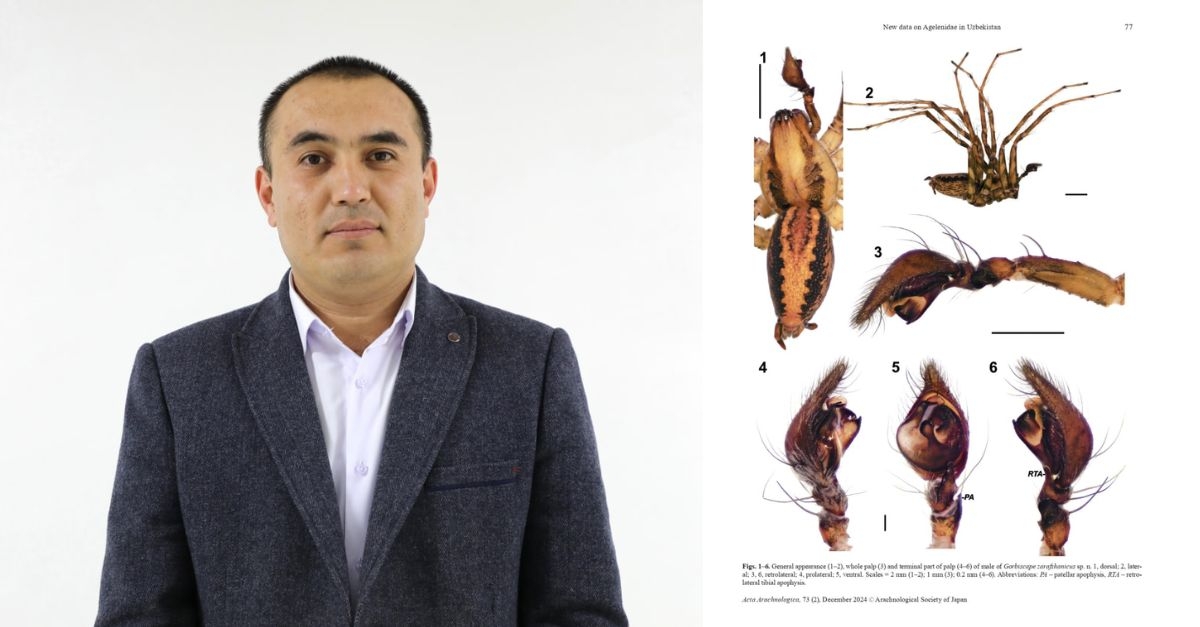Samarqand davlat universiteti doktoranti o’rgimchakning yangi turini topdi…