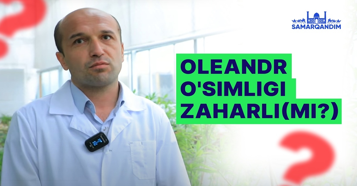Растение олеандр ядовито?