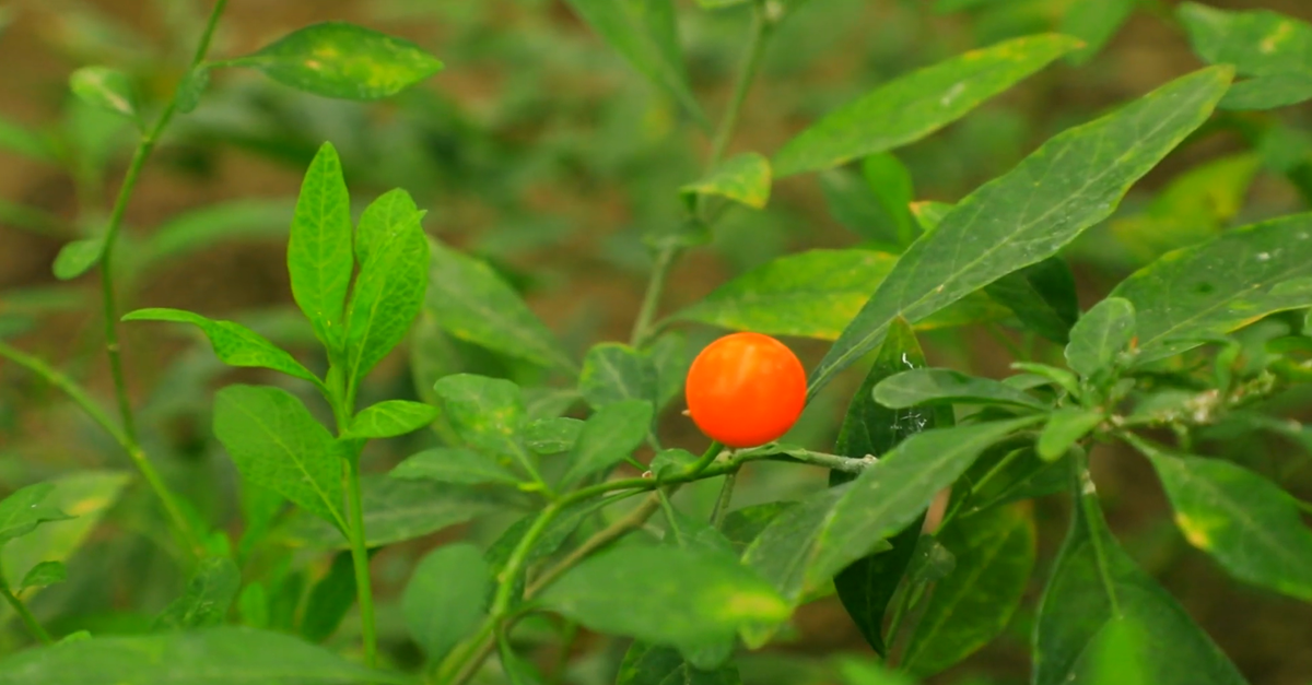 A place where the world's flora is concentrated